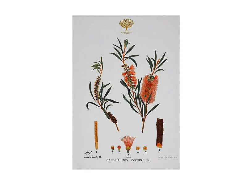 Mw Royal Botanic Gardens Australian Botanics Tea Towel 50x70cm Bottlebrush