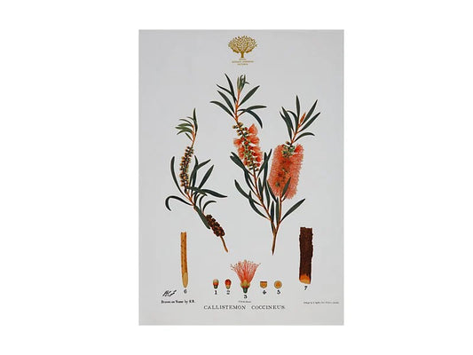 Mw Royal Botanic Gardens Australian Botanics Tea Towel 50x70cm Bottlebrush