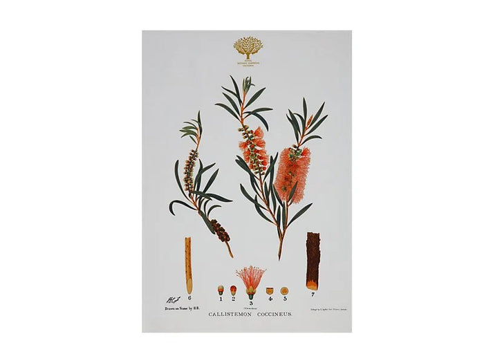 Mw Royal Botanic Gardens Australian Botanics Tea Towel 50x70cm Bottlebrush