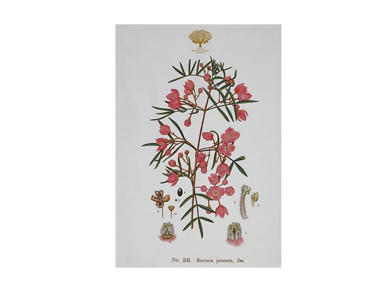 Mw Royal Botanic Gardens Australian Botanics Tea Towel 50X70Cm Boronia