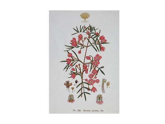 Mw Royal Botanic Gardens Australian Botanics Tea Towel 50X70Cm Boronia