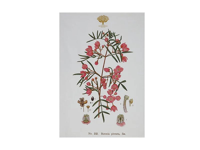 Mw Royal Botanic Gardens Australian Botanics Tea Towel 50X70Cm Boronia
