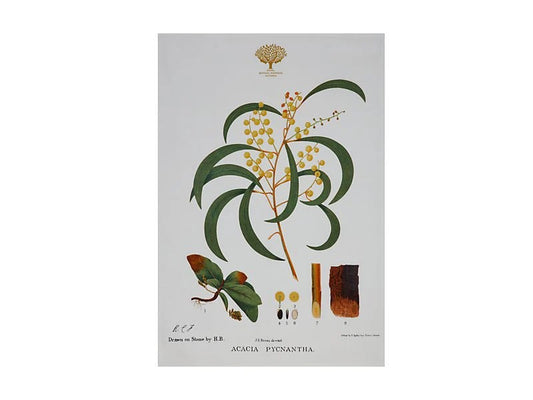 Mw Royal Botanic Gardens Australian Botanics Tea Towel 50x70cm Wattle