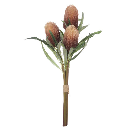 Banksia Cone Stem Bunch